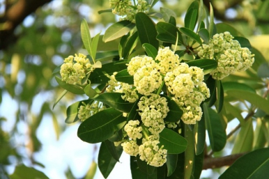 Có một mùa hoa sữa