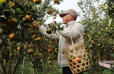 Phát huy thế mạnh du lịch nông nghiệp