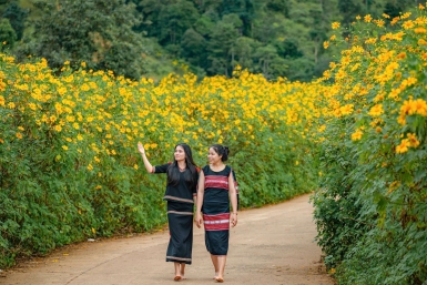 Mùa hoa dã quỳ